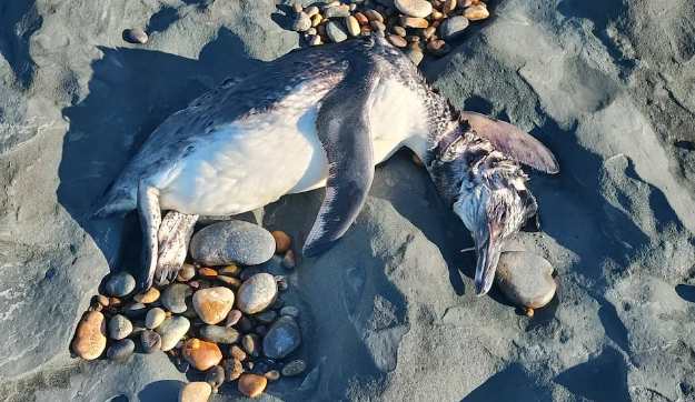 Alarma por la aparición de pingüinos muertos: activan el protoco por un presunto brote de gripe aviar