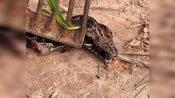Vecinos del barrio 750 Viviendas, sorprendidos por la aparición de una lampalagua: reclaman más limpieza en la zona