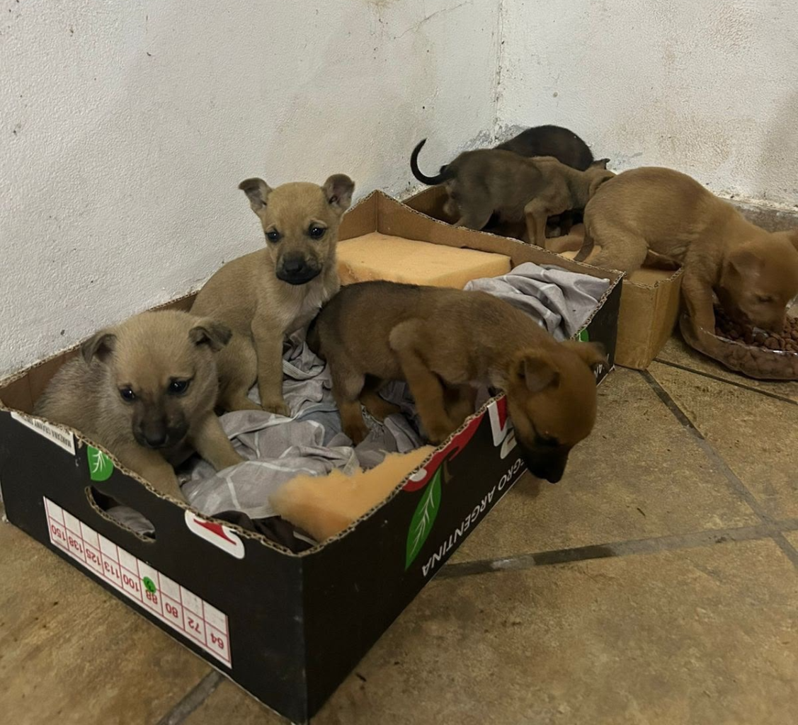 Seis cachorros en adopción: los abandonaron en una caja en el medio del intenso frío