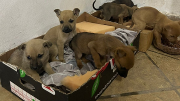 Seis cachorros en adopción: los abandonaron en una caja en el medio del intenso frío