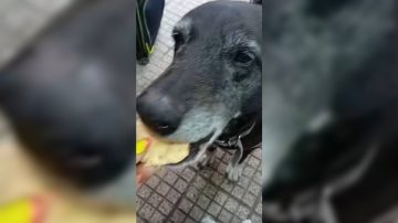 El conductor acusado de atropellar a “La Negra” rompió el silencio y dio su versión de los hechos