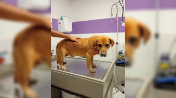 Rescatan a un perro con graves heridas que serían compatibles con abuso y maltrato animal