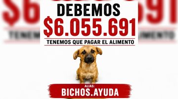 “Dependen de nosotros para comer”: “Bichos” necesita reunir más de $6.000.000 por una deuda