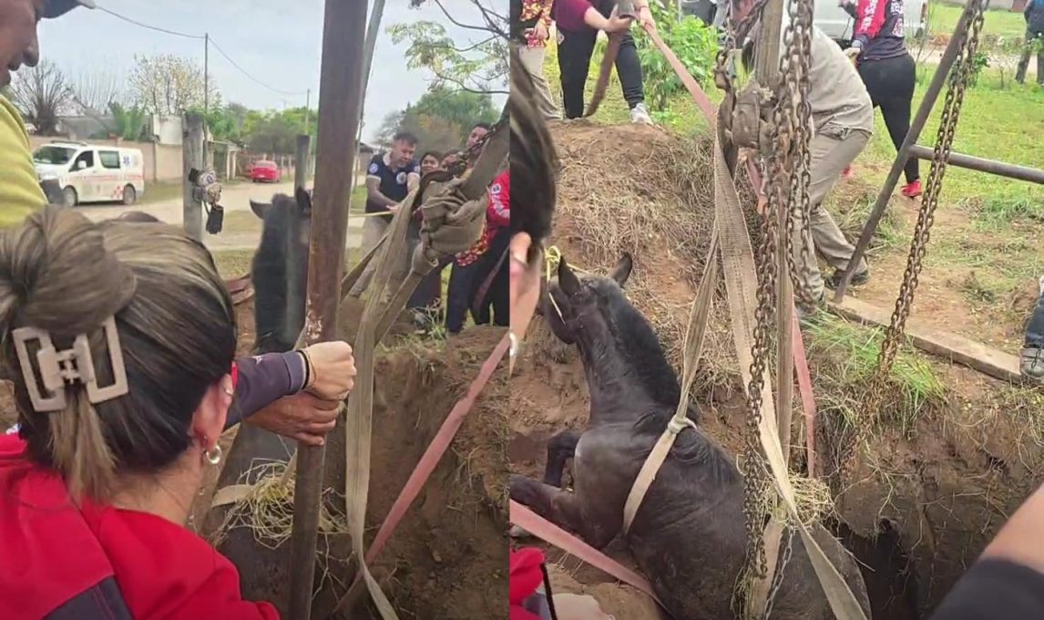 Guardavidas rescataron a un caballo que cayó a un pozo ciego