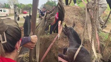 Guardavidas rescataron a un caballo que cayó a un pozo ciego