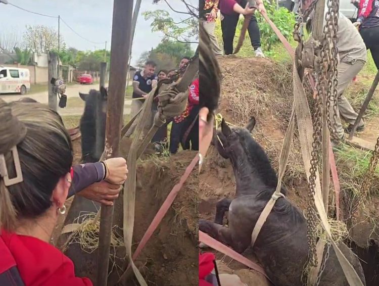 Guardavidas rescataron a un caballo que cayó a un pozo ciego