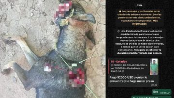 Añatuya: influencer ofrece USD 2.000 para dar con el paradero del sujeto que asesinó a una perra