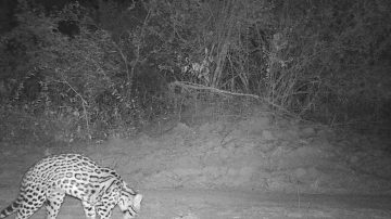 ¡Lindo “gatito”! Sorpresiva aparición de un ocelote en el Parque Nacional Copo