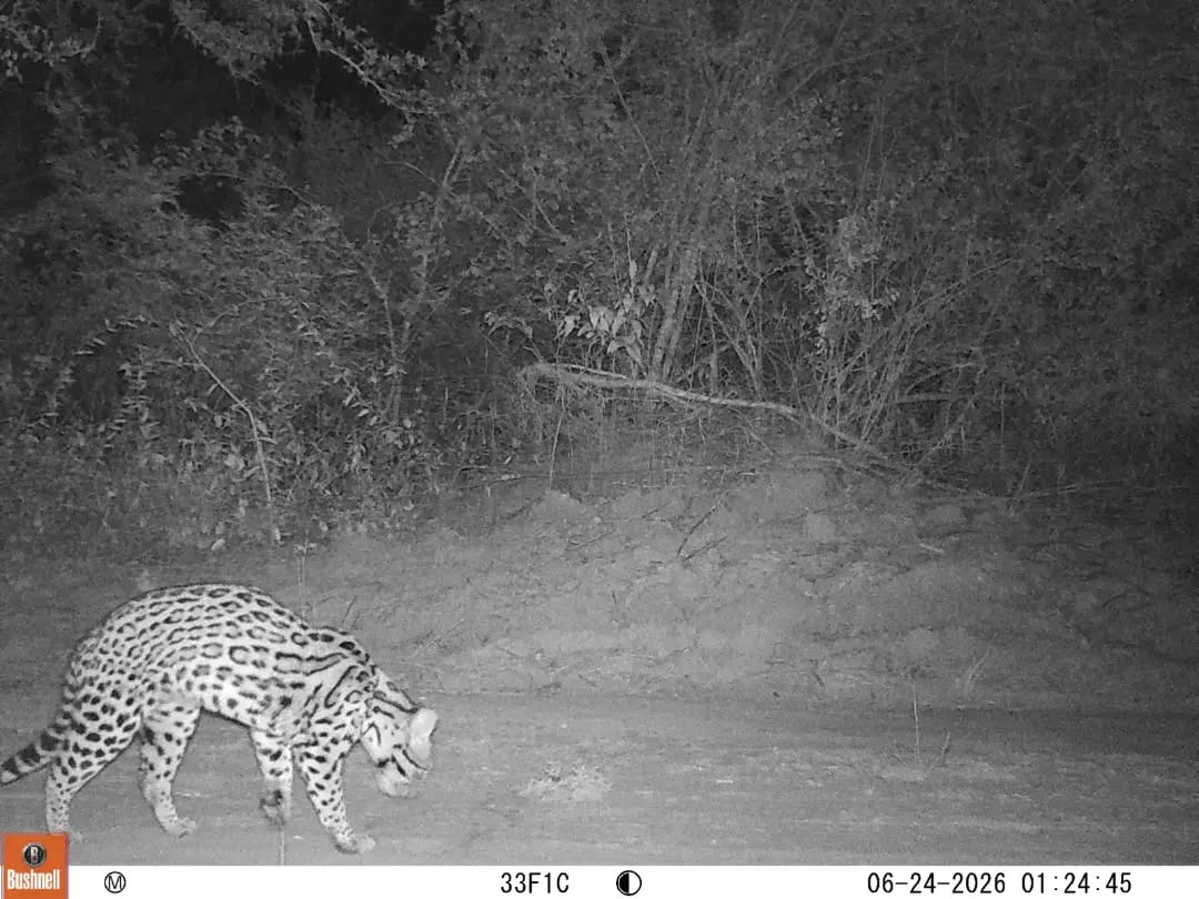 ¡Lindo “gatito”! Sorpresiva aparición de un ocelote en el Parque Nacional Copo