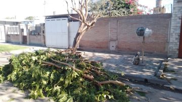El Municipio recordó que las podas de árboles se autorizan solamente con una evaluación técnica