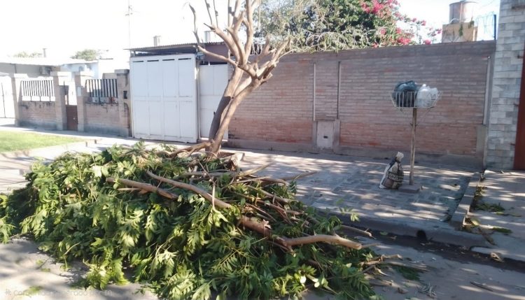 El Municipio recordó que las podas de árboles se autorizan solamente con una evaluación técnica