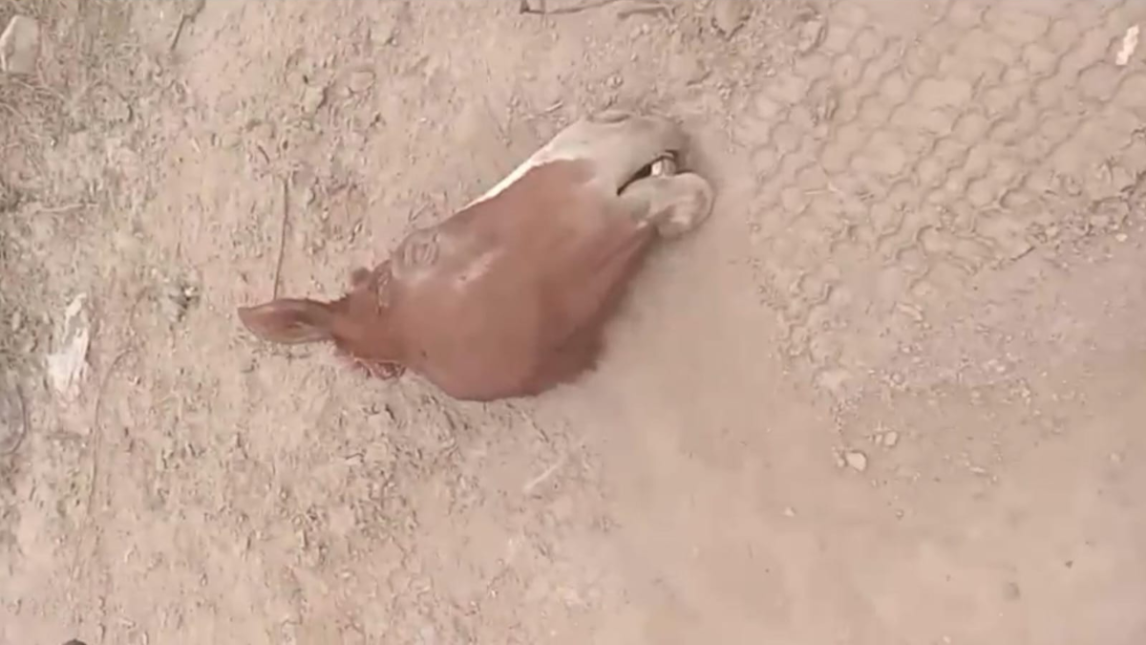 Río Hondo: confirman hallazgo de restos de animales equinos y mulares