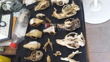 El museo escondido de Santiago del Estero que sorprende con más de 1.500 cráneos de animales silvestres