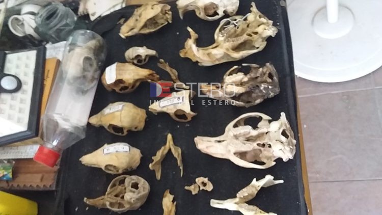El museo escondido de Santiago del Estero que sorprende con más de 1.500 cráneos de animales silvestres