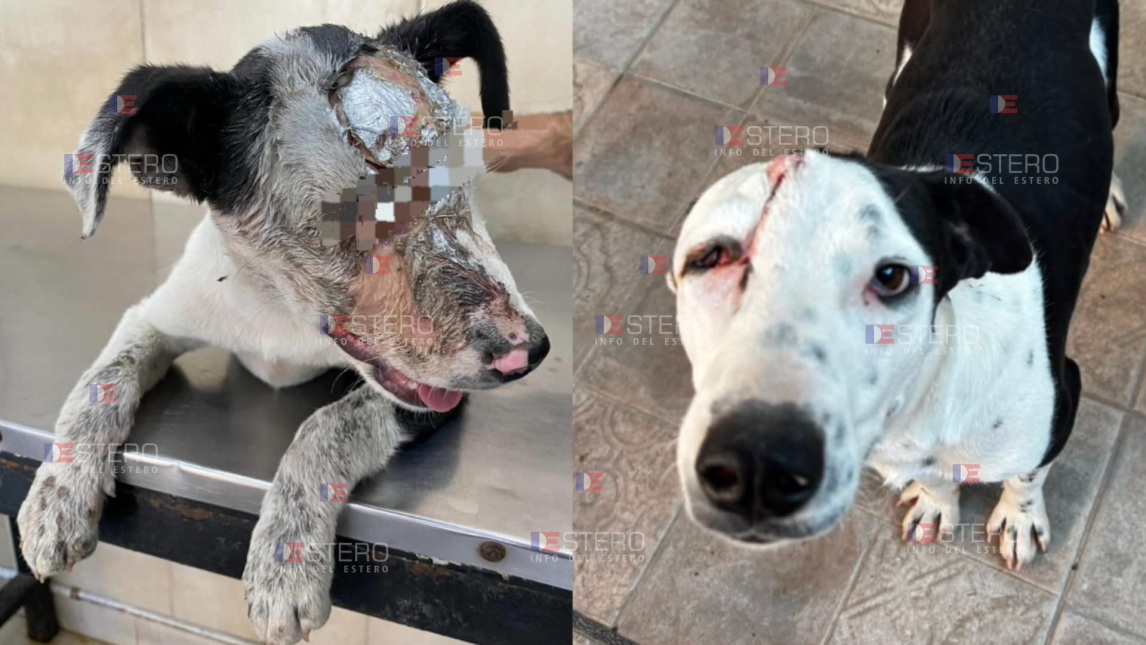 El final más feliz: Pedro “El Grandote”, el perro que sobrevivió a un machetazo, encontró una familia