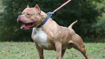 Un niño de 1 año fue atacado por un pitbull y sufrió heridas en el cuello y el rostro en La Banda
