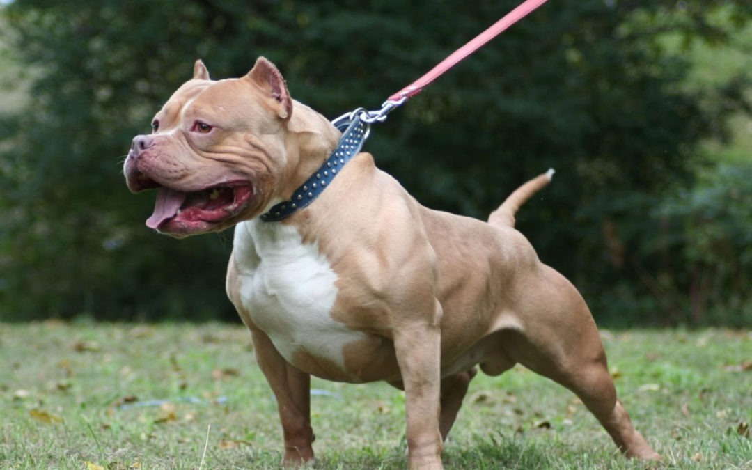 Un niño de 1 año fue atacado por un pitbull y sufrió heridas en el cuello y el rostro en La Banda