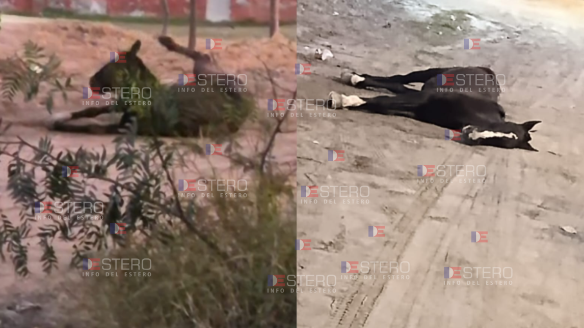 La Banda: desesperado pedido de auxilio para un caballo descompensado en la calle que no puede levantarse
