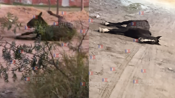 La Banda: desesperado pedido de auxilio para un caballo descompensado en la calle que no puede levantarse