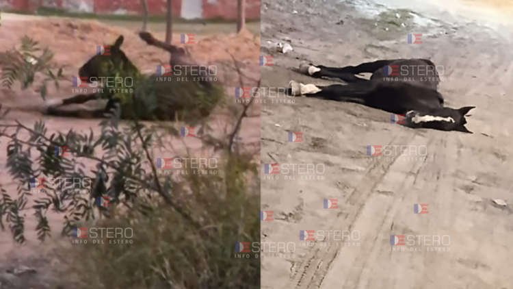 La Banda: desesperado pedido de auxilio para un caballo descompensado en la calle que no puede levantarse