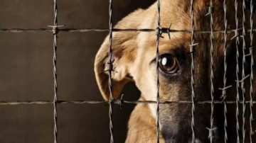 Conmoción en Donadeu: vecinos acusan a un grupo de adolescentes de torturar animales en el monte
