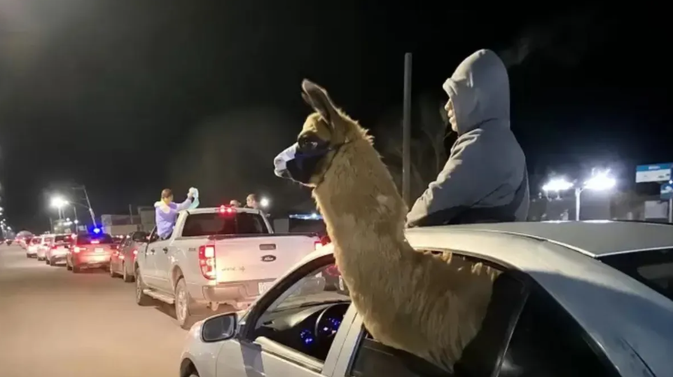 Festejó el triunfo de Argentina sacando a pasear a una llama en auto y lo denunciaron por maltrato animal