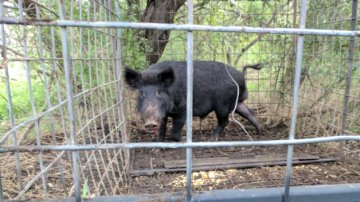 Hallaron dos pumas y un chancho del monte en cautiverio en una vivienda de La Banda
