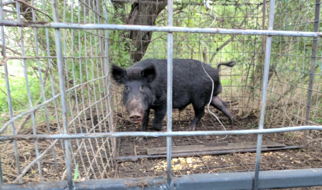 Hallaron dos pumas y un chancho del monte en cautiverio en una vivienda de La Banda