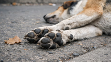 Consternación: más de 80 perros murieron envenenados y buscan al responsable