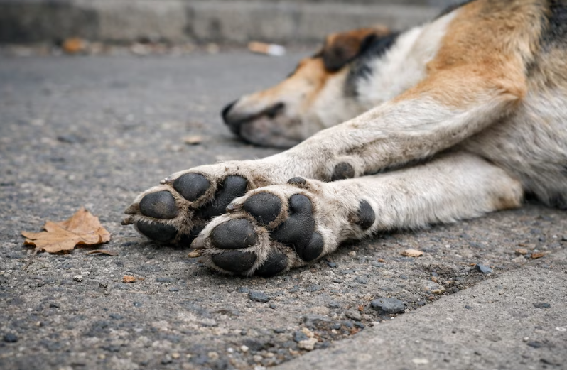 Consternación: más de 80 perros murieron envenenados y buscan al responsable