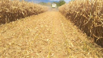 Investigan el robo de una cosecha de maíz valuada en $10 millones en un campo del departamento Taboada