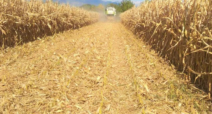 Investigan el robo de una cosecha de maíz valuada en $10 millones en un campo del departamento Taboada