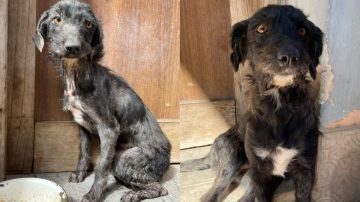 Cuando el amor también es una medicina: la difícil tarea de que los perritos rescatados confíen de nuevo