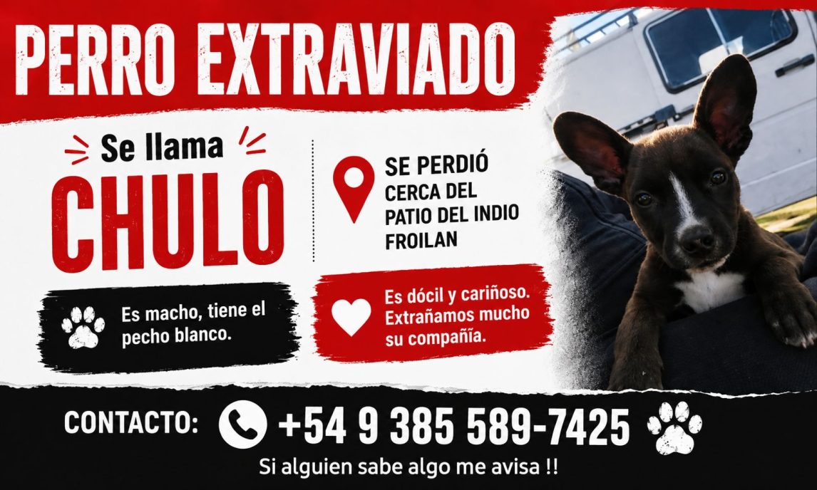 Buscan desesperadamente a “Chulo”, un perrito que desapareció en el barrio Aeropuerto