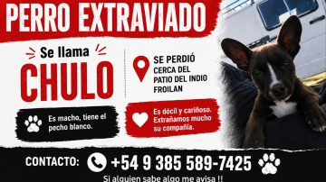 Buscan desesperadamente a “Chulo”, un perrito que desapareció en el barrio Aeropuerto