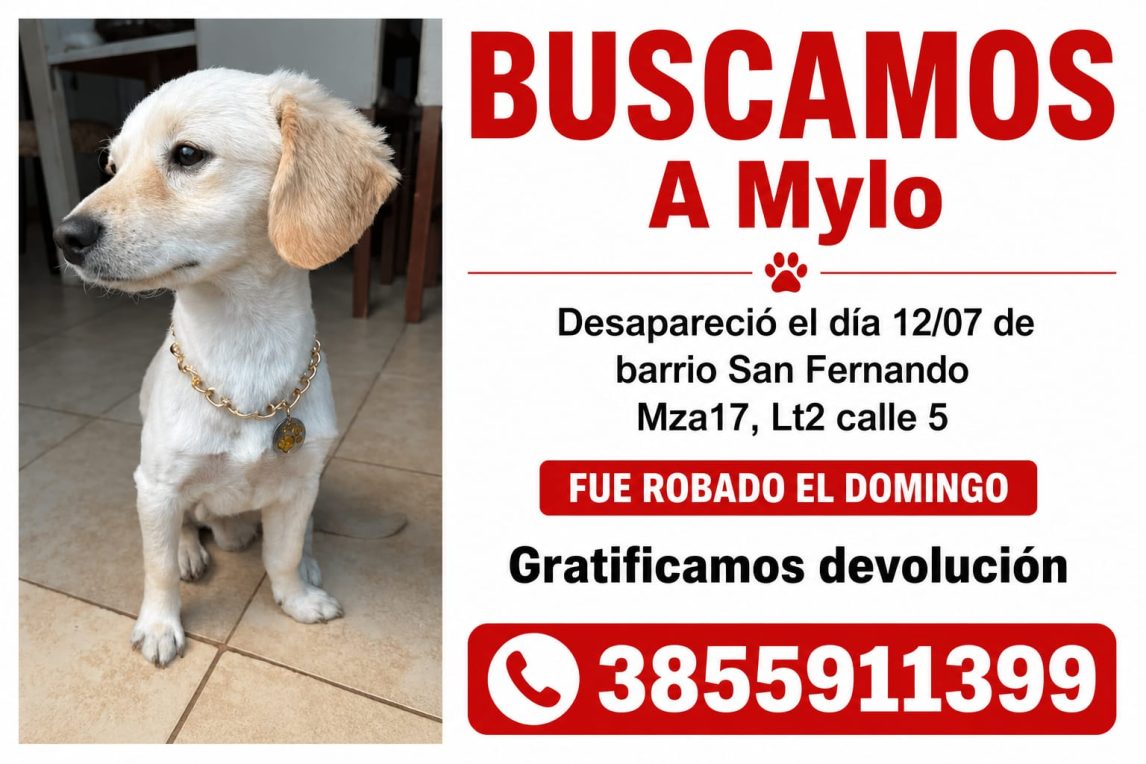 Buscan intensamente a Mylo en el barrio San Fernando: ofrecen recompensa por su devolución