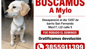 Buscan intensamente a Mylo en el barrio San Fernando: ofrecen recompensa por su devolución