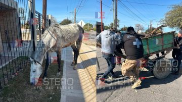 VIDEO | Qué pasará con el caballo que se desplomó por la carga excesiva en avenida Colón
