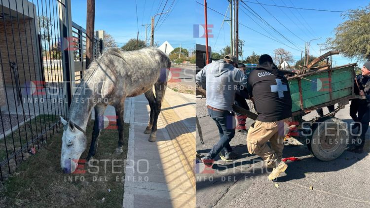VIDEO | Qué pasará con el caballo que se desplomó por la carga excesiva en avenida Colón