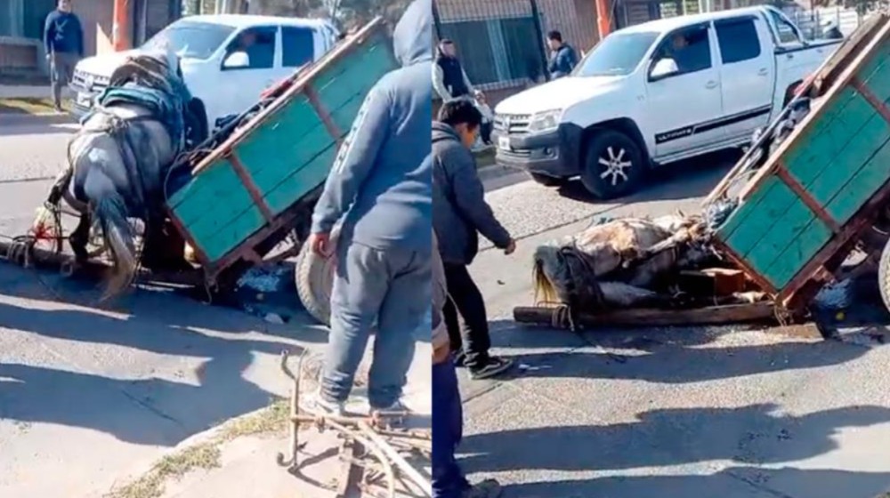 Por la carga excesiva se desplomó un caballo en plena Av. Colón