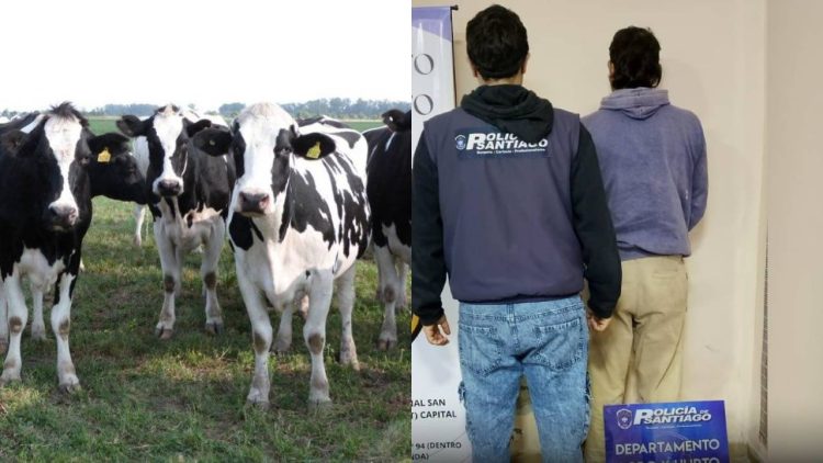 Detienen a un cuatrero por la faena de tres vacas Holando Argentino de producción lechera