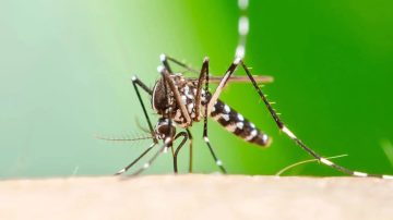 Chikungunya: notificaron 51 nuevos casos y el total de la temporada llegó a 2.883