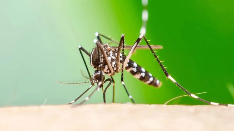 Chikungunya: notificaron 51 nuevos casos y el total de la temporada llegó a 2.883