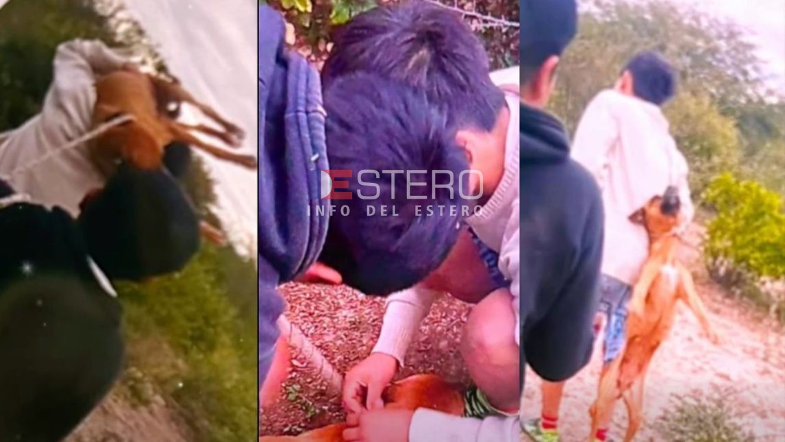 Gravísimo: menores habrían sido enviados por una mujer para asesinar despiadadamente a una perrita