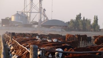 Denuncian una presunta estafa millonaria en la compra de ganado y apuntan a una empresa familiar