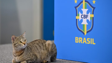 La “maldición del gato”: la teoría que volvió a hacerse viral tras la eliminación de Brasil