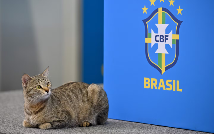 La “maldición del gato”: la teoría que volvió a hacerse viral tras la eliminación de Brasil