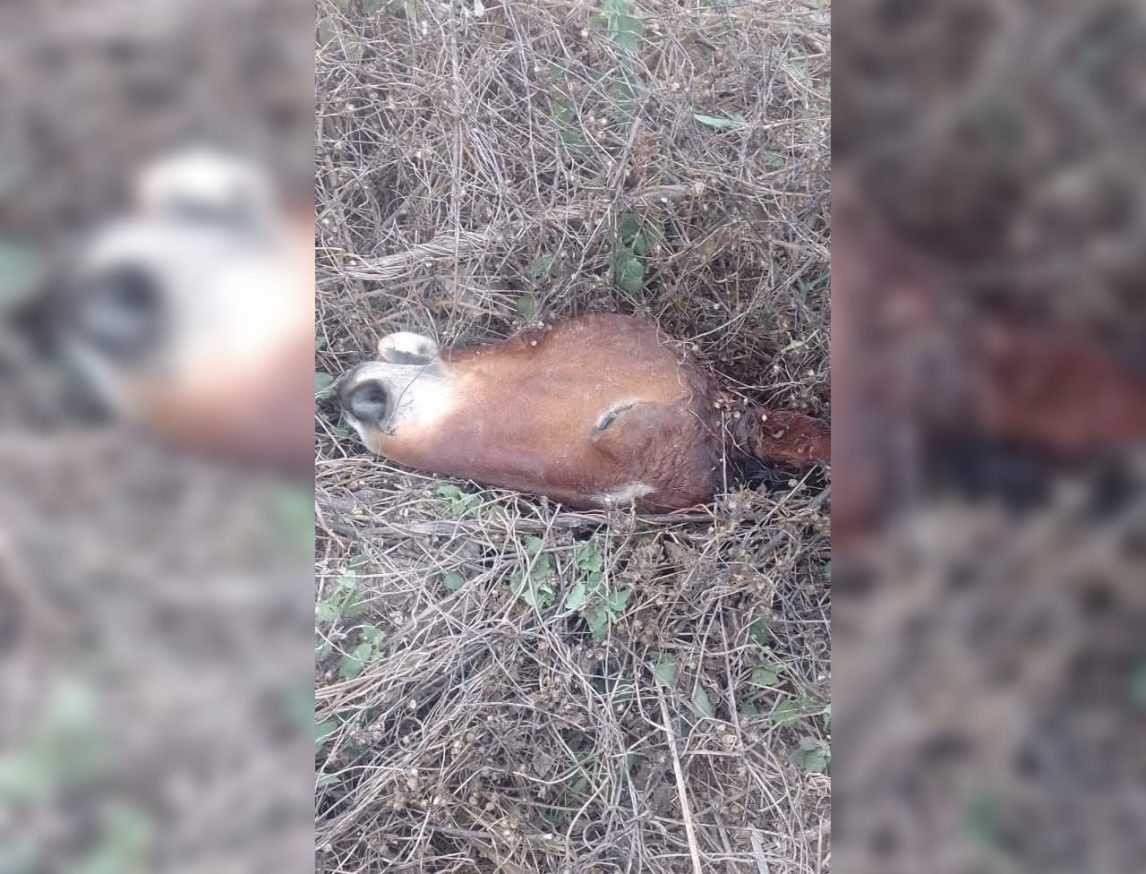 Por segunda vez en semanas, hallan cabezas y viceras de equinos; preocupa el destino de la carne faenada