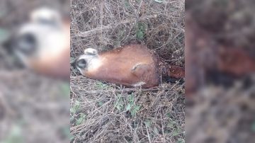 Por segunda vez en semanas, hallan cabezas y viceras de equinos; preocupa el destino de la carne faenada