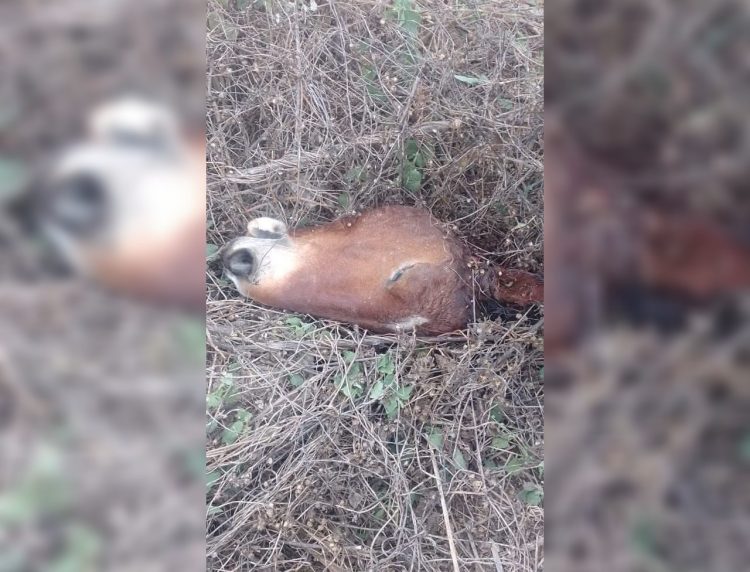 Por segunda vez en semanas, hallan cabezas y viceras de equinos; preocupa el destino de la carne faenada